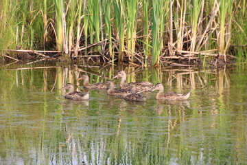 Ducks To The Water, Pylypow Wetlands, Edmonton, Alberta