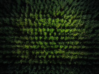 green forest with trees