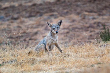 A coyote on the side of the road