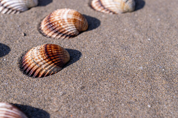 Summer pattern background. Seashells, shells on sand tropical sea beach. Vacation backdrop with space for the text.