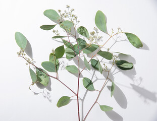 fresh eucalyptus branch on a white  background with hard shadows. Top view