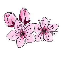 drawing flower of plum tree isolated at white background, hand drawn illustration
