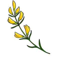 drawing flowers of broom isolated at white background, hand drawn illustration