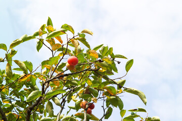 soft persimmon