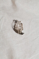 close up of dry leaf on linen textile. natural background. minimal, stylish concept. boho and kinfolk design.