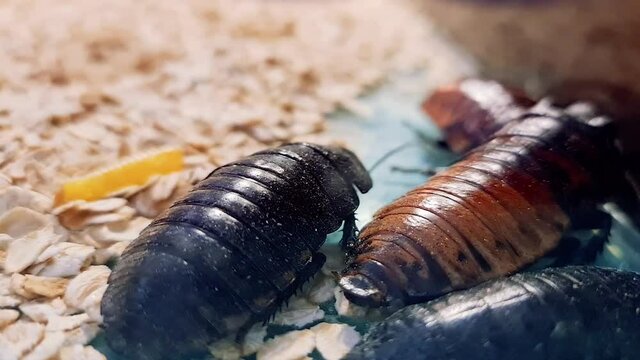 Madagascar cockroaches close-up. Madagascar cockroaches in the terrarium. Insects.