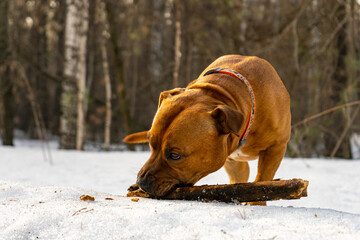 American Staffordshire Terrier of beige, orange shade 