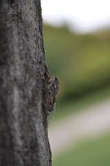 Close up of a cicada insect on a tree with nice soft background.