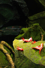 Red maple leaf fall on green rock in jungle park forest with shadow blurred background landscape