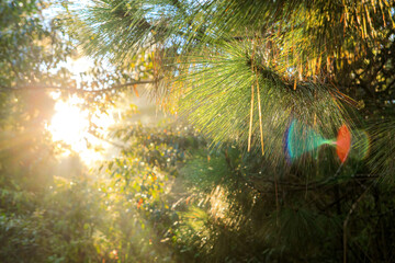 Obraz premium Morning sun light and flare beam ray in green forest jungle with pine tree blurred background landscape