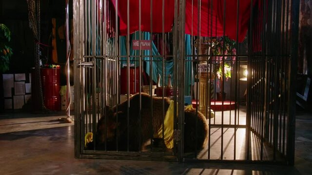 Bear in a cell in a circus and show dress painfully playing with a hat