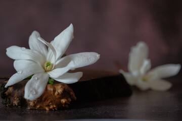 Fototapeta na wymiar White magnolias lie on a wooden stand.