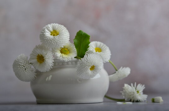 White daisies in a white pot-bellied mug.