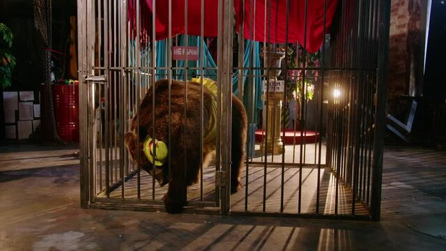 Bear in a circus cell and show clothes standing and trying to escape and picking up leftovers behind the bars