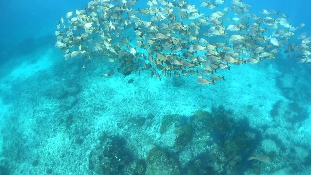 Rapid movement from the surface to the water to see a school of fish in Cabo Pulmo, Mexico