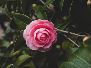 pink camellia n garden - obrazy, fototapety, plakaty