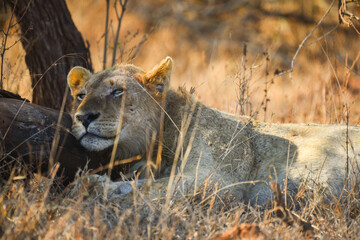 A lion having a rest under the shade of a tree on a lazy morning, southern Kruger National Park, South Africa