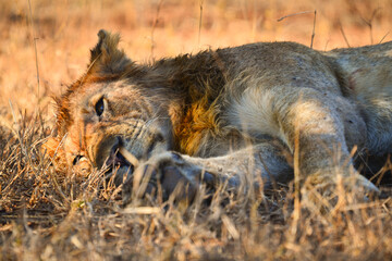 A lion lying down on the dry grass on a lazy morning, southern Kruger National Park, South Africa