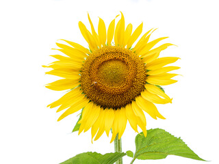 sunflower  on white background