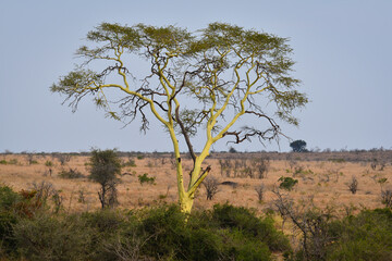 A lone fever tree standing out of the plains of southern Kruger National Park, South Africa