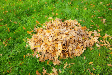 A pile of dry autumn oak leaves on a green grass lawn collected by a janitor.