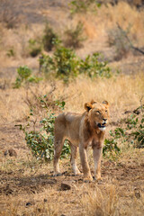 A lion observing its environs in the grasslands of central Kruger National Park, South Africa