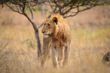 A lion observing its environs in the grasslands of central Kruger National Park, South Africa