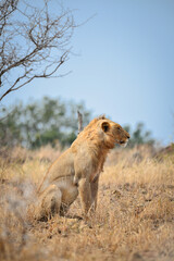A lion sitting in the grasslands and observing the wilderness of central Kruger National Park, South Africa