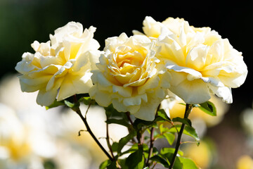Yellow Roses