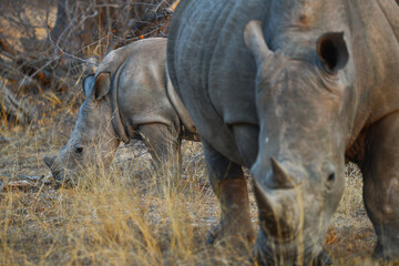 Fototapeta premium Mother and baby white rhino feeding together on dry grass on the woodlands of the Greater Kruger area, South Africa