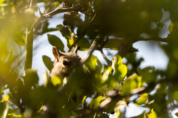 Chipmunk In a Tree