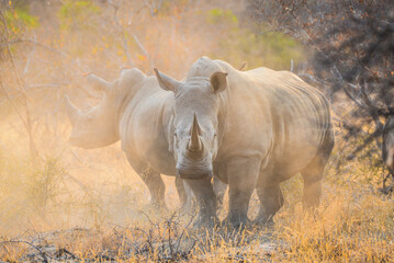 Two white rhinos at dawn kicking up some dust on the woodlands of the Greater Kruger area, South...