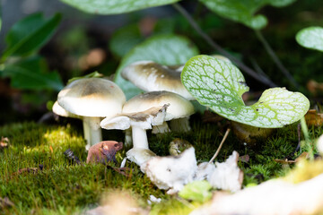 Mushrooms