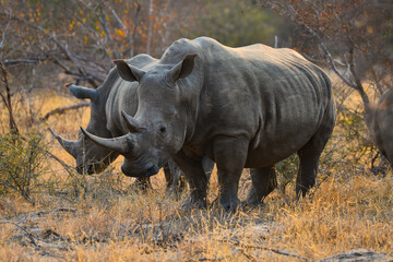 Two white rhinos having a morning meal of dry grass on the woodlands of the Greater Kruger area,...