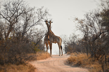 Two giraffes pause a duel on a dirt road in the woodlands of the Great Kruger area, South Africa