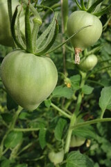Fototapeta premium Macro of organic green raw tomatoes with blurred background on the branches in greenhouse. July 2021
