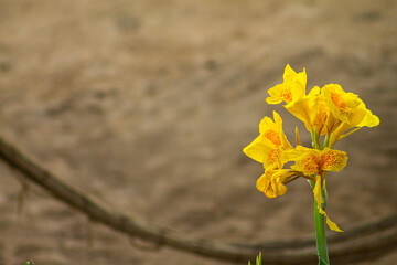 Fototapeta premium flor amarilla