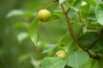 pear tree