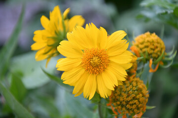 Yellow flower Heliopsis (Latin. Heliopsis) blooms in a summer garden 