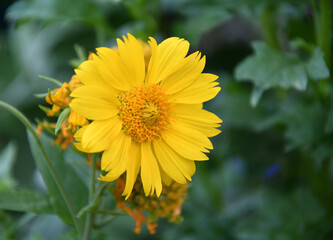 Yellow flower Heliopsis (Latin. Heliopsis) blooms in a summer garden 