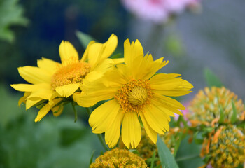 Yellow flower Heliopsis (Latin. Heliopsis) blooms in a summer garden 