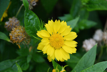 Yellow flower Heliopsis (Latin. Heliopsis) blooms in a summer garden 
