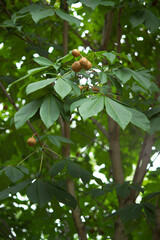 horse chestnut