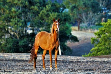 Fototapeta premium Having a look