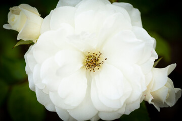 Beautiful white rose in full bloom in a closeup shot directly from above