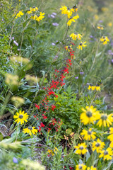 Gilia Scarlet flowers in wildflower meadow