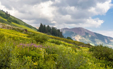 Obraz premium Wildflower meadow near Crested butte, Colorado