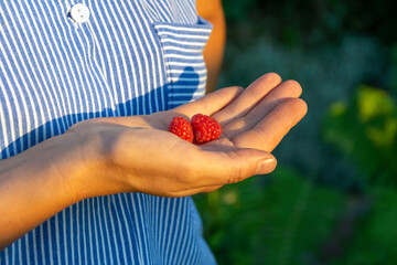 A woman's hand with raspberries on the background of a blue-white dress, red raspberries in a woman's palm