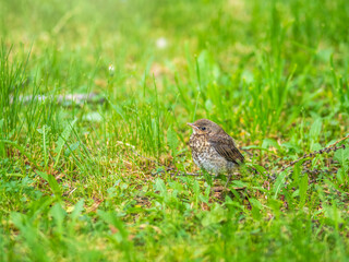 A fieldfare chick, Turdus pilaris, has left the nest and sitting on the spring lawn. A fieldfare chick sits on the ground and waits for food from its parents.