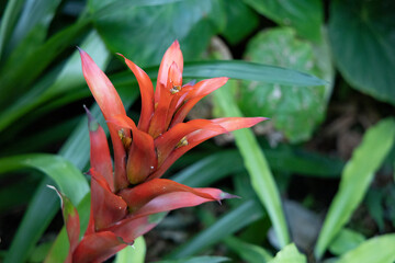 Obraz premium 赤い花